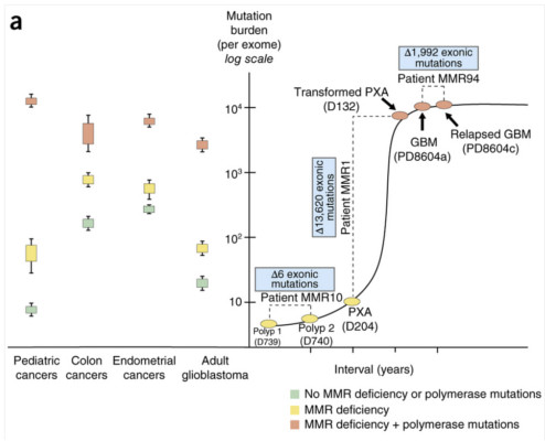 Mutation burden in pediatric and adult cancers with and without mutations in MMR genes and/or polymerase defects.